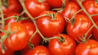 Allarme salmonella, nel mirino i pomodori freschi: stop nelle mense pugliesi